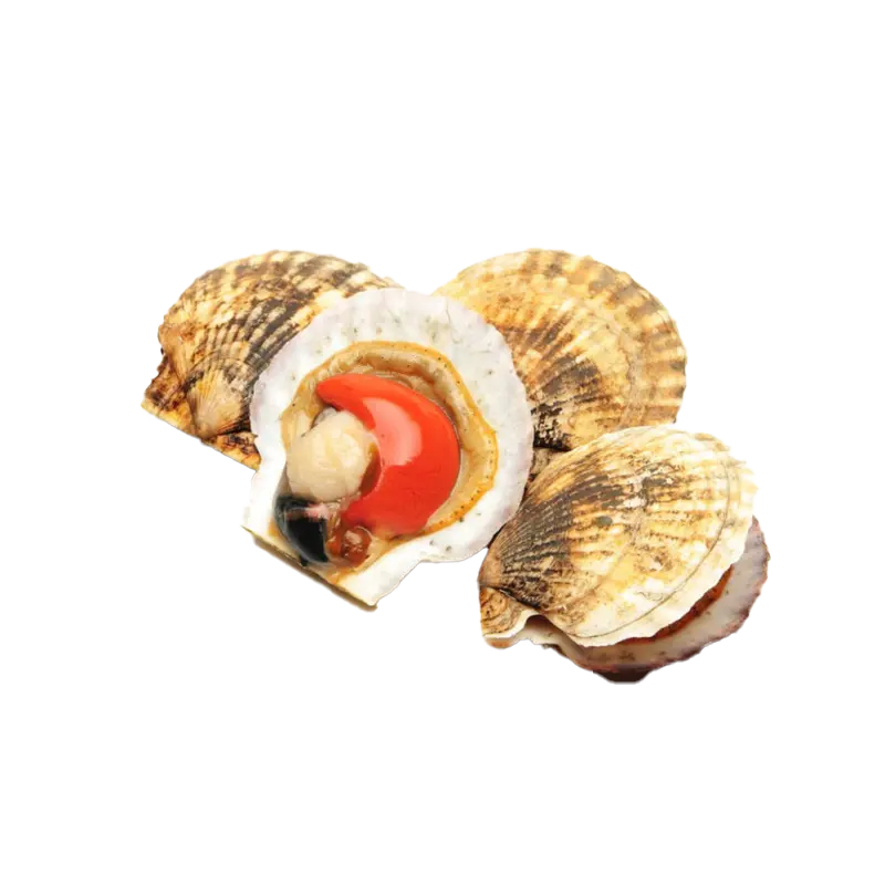 Pétoncles Atlantique