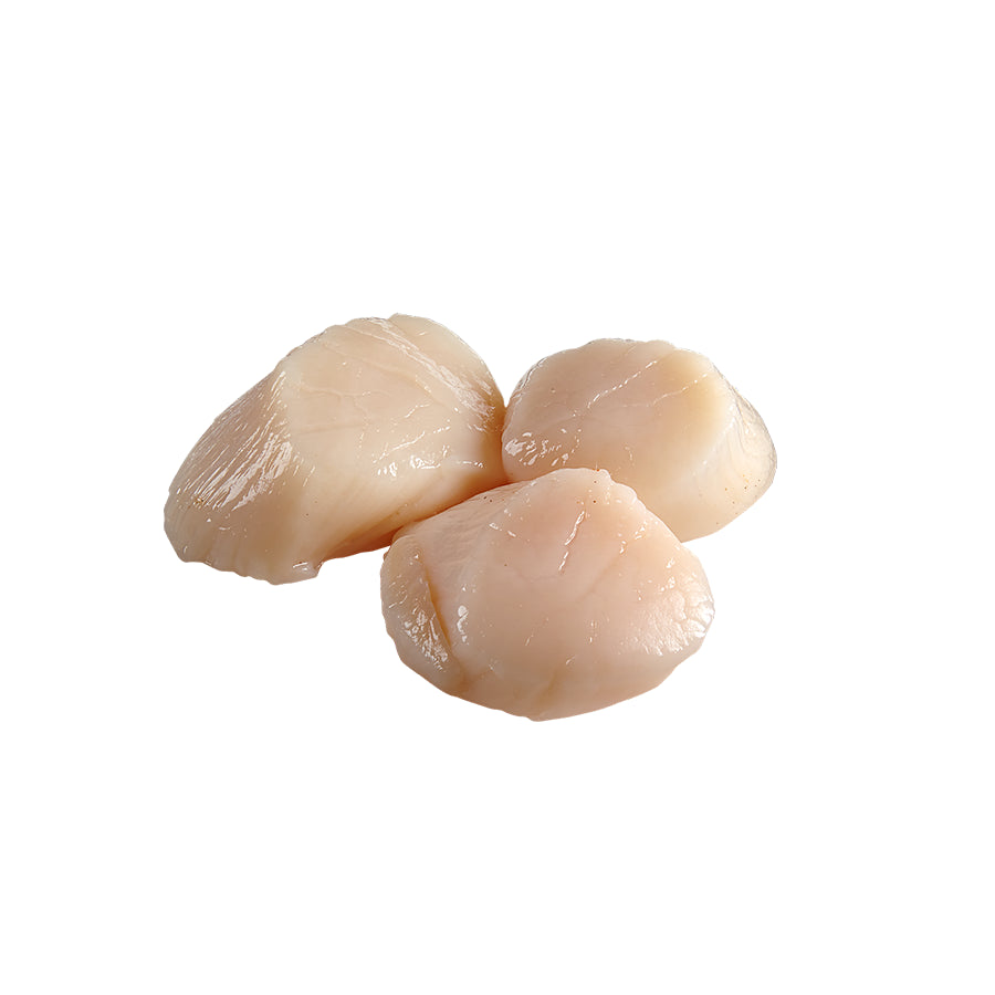 Pétoncles Atlantique